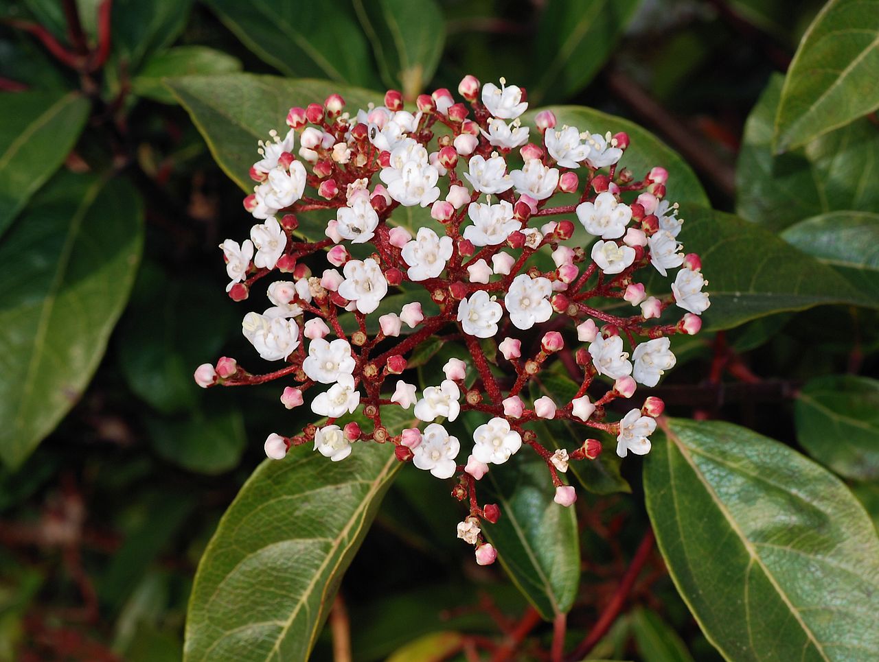 Калина вибурнум Тинус. Калина лавролистная. Laurustinus Viburnum. Калина вечнозеленая. Калина вибурнум Тинус. Калина лавролистная. Laurustinus Viburnum. Калина вечнозеленая.